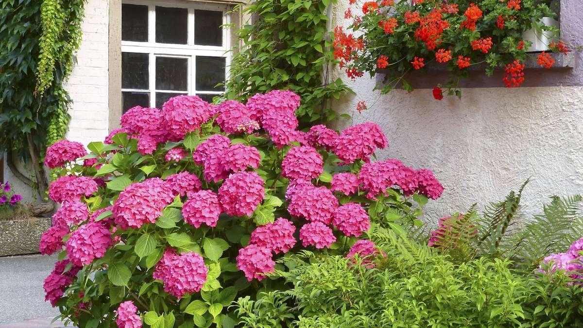 Hortensias love coffee grounds – so put You have the home remedy right