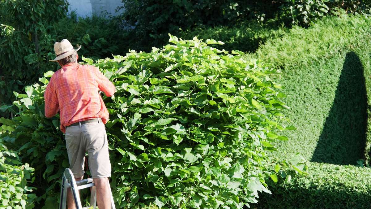 Shape Cutting in Summer: What You Need to Consider When Cutting Hedges