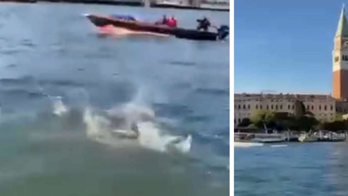 The Summer of Dolphins: More and more sightings from Venice to Lampedusa
