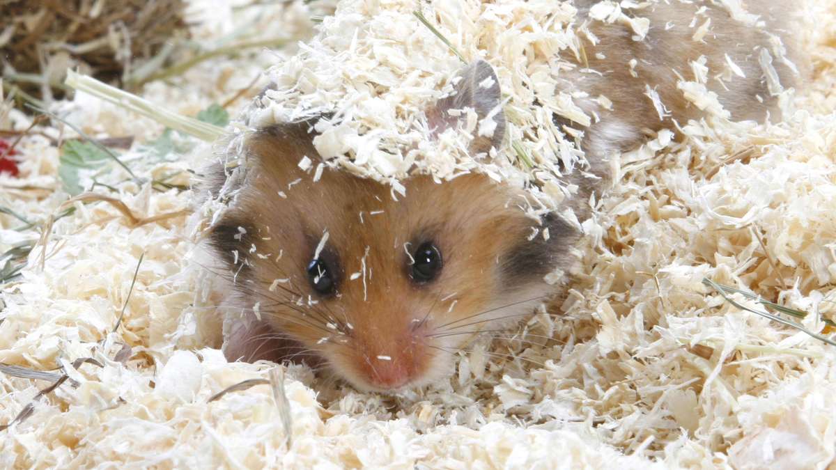 Les prisonniers violents sont autorisés à caresser des hamsters pour se calmer