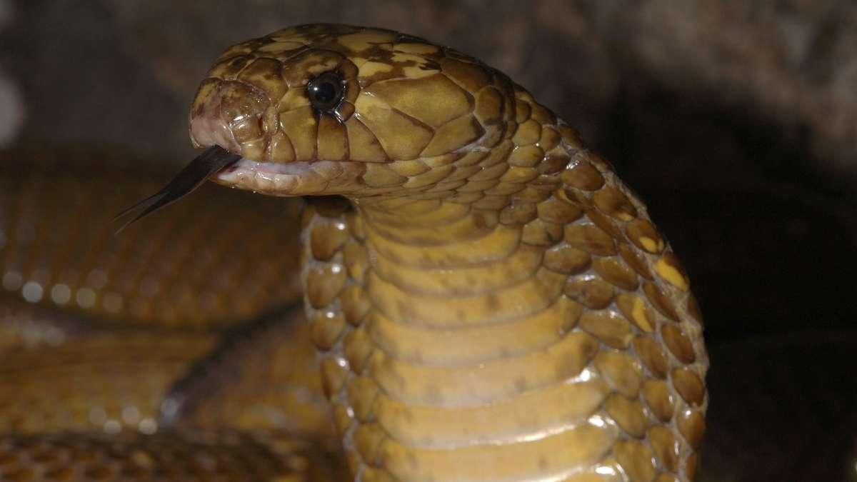 Flood in China frees up to 900 poisonous snakes Authorities warn population