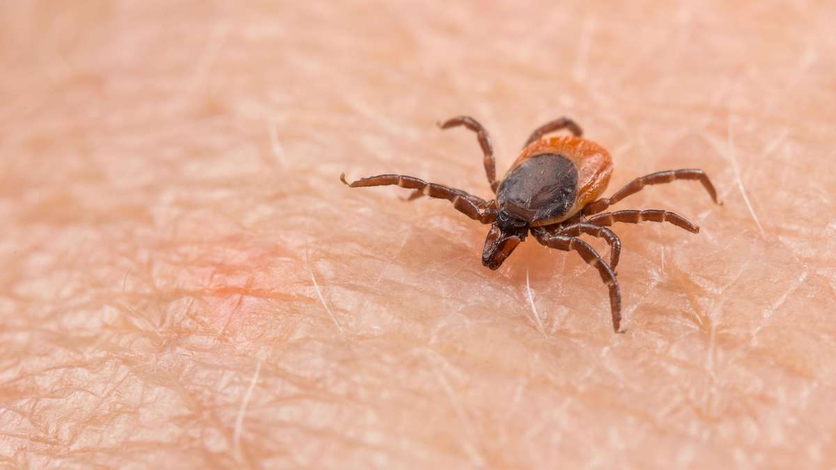 New weapon against Lyme disease: bait to contain tick disease