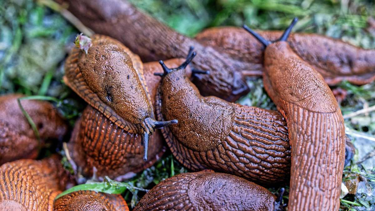 Nocturnal Pests: How Snails Take Over the Garden – and What Really Helps