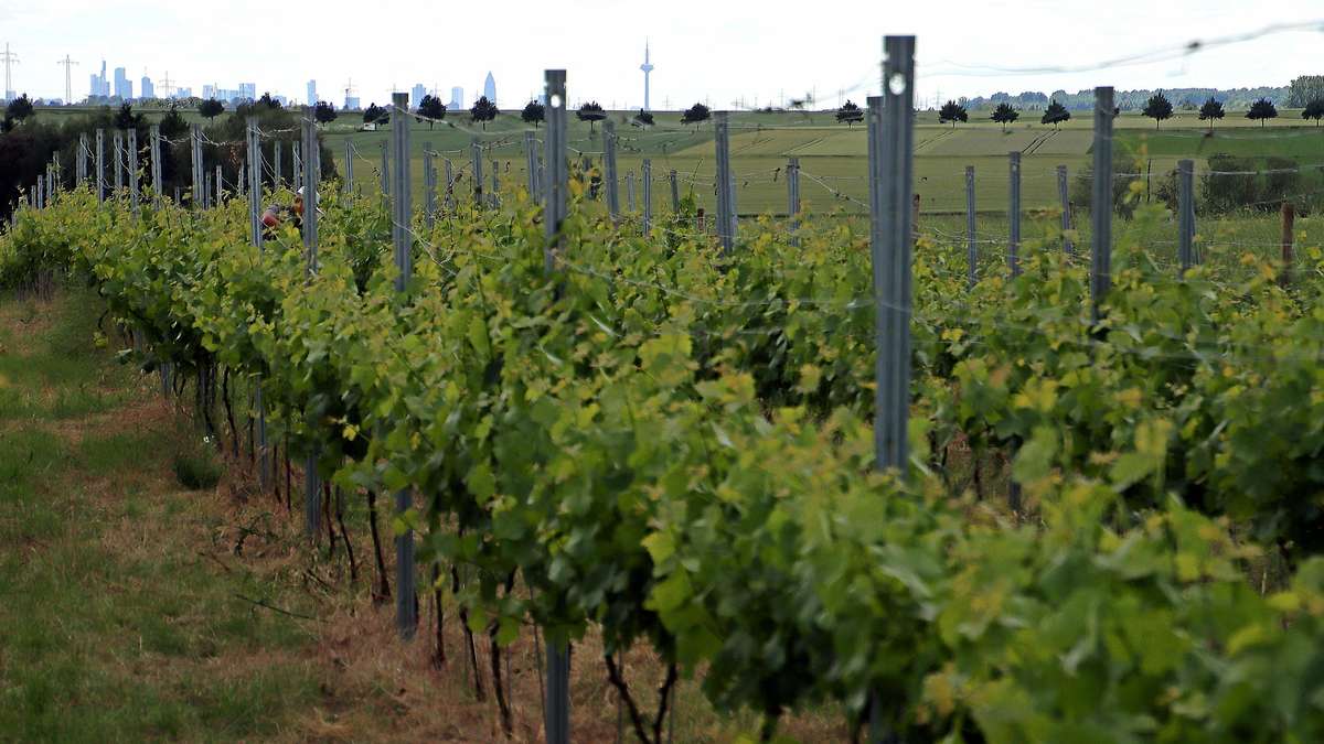El vino se convierte en combustible: Nuevo modelo para traer “relieve corto plazo” para los productores de vino