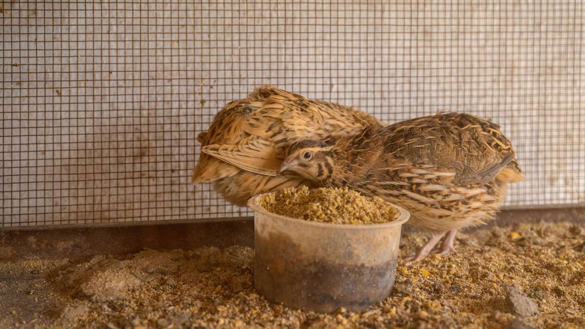 Keeping chickens or quails? How to Find the Perfect Poultry for Your Garden