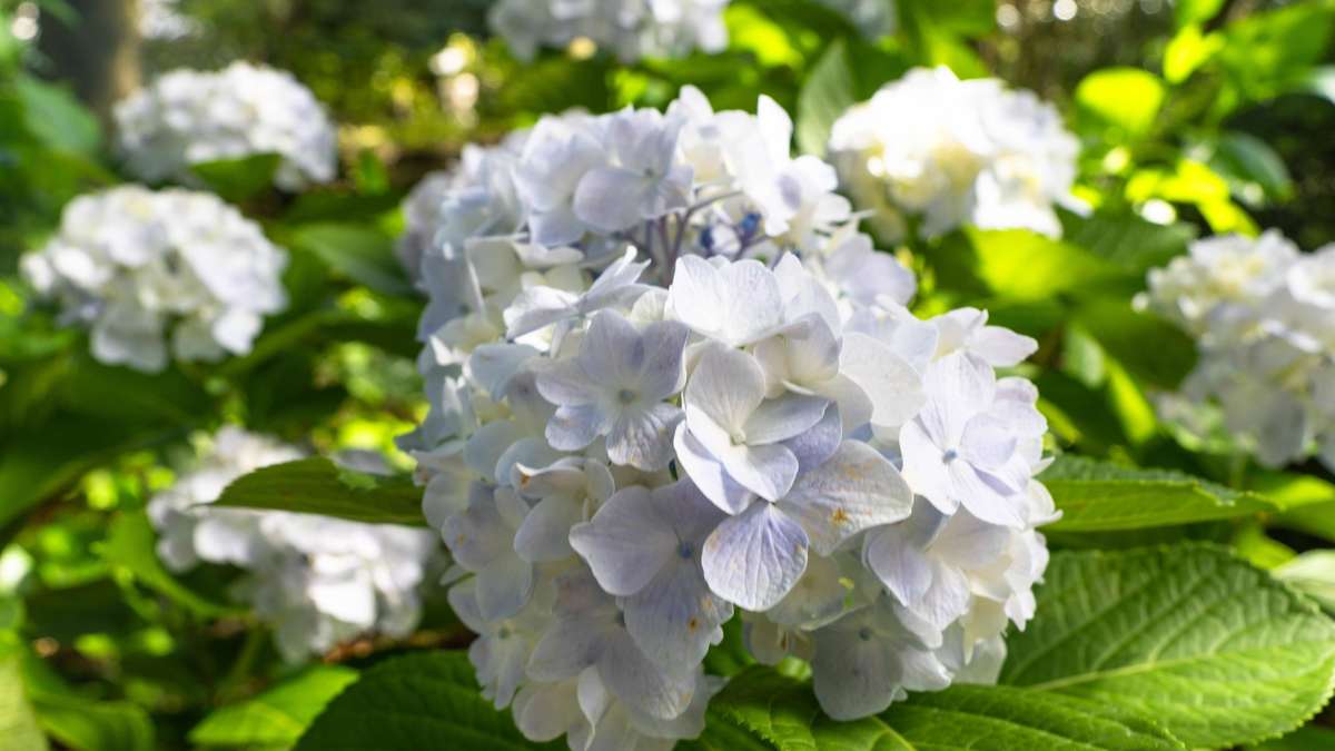Get out of the bed: Why millions of Germans should replace their favorite bushes now