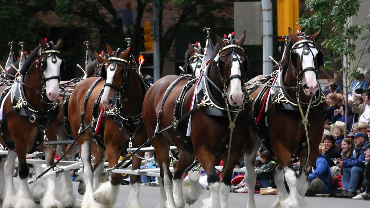 Imposing Cold-Blood Horses in Race Portrait: The Clydesdales