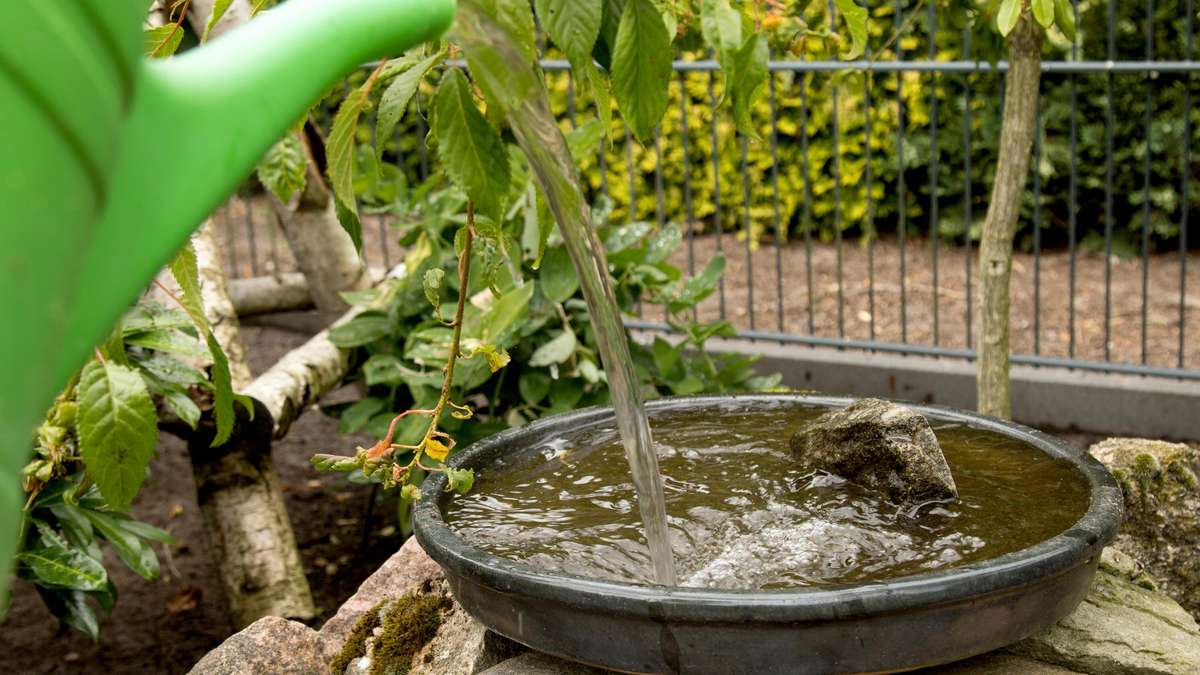 Nabu Warns: This Widespread Mistake in Bird Drinking Can Burn Insects