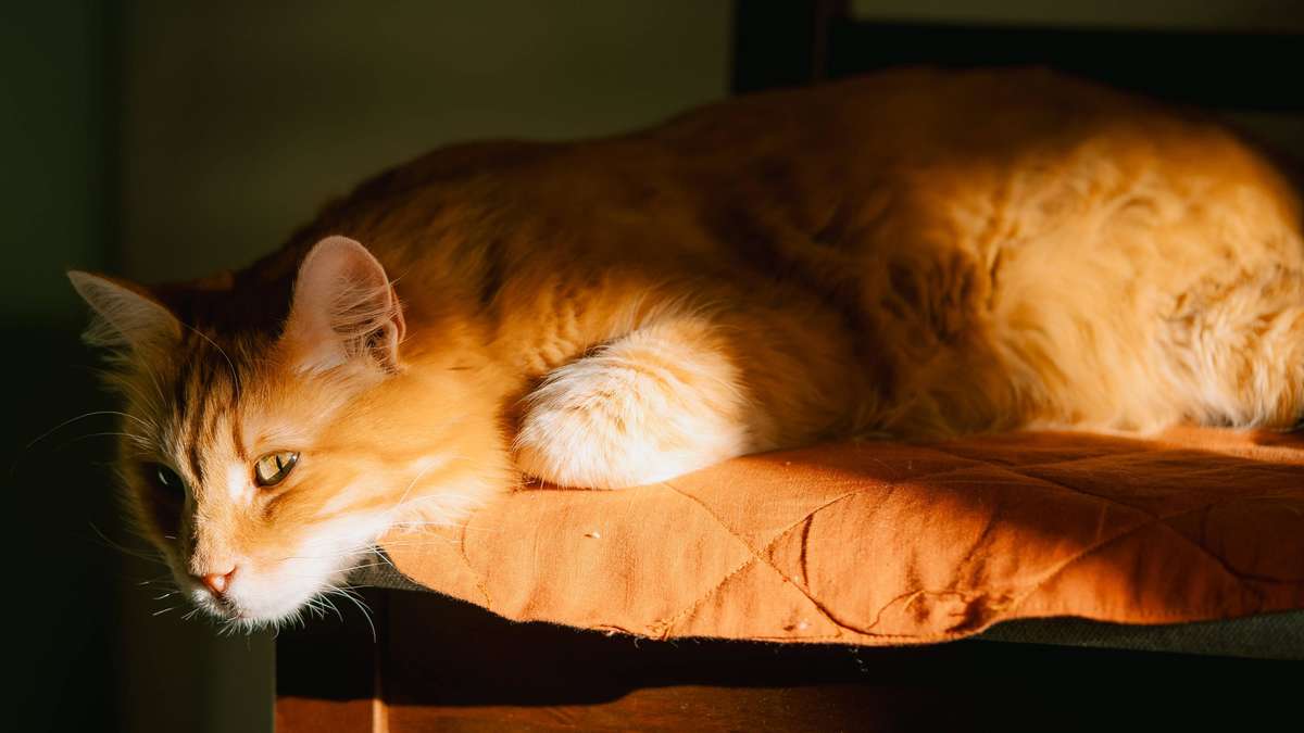 Why Cats Aren't Pets for People With Little Time