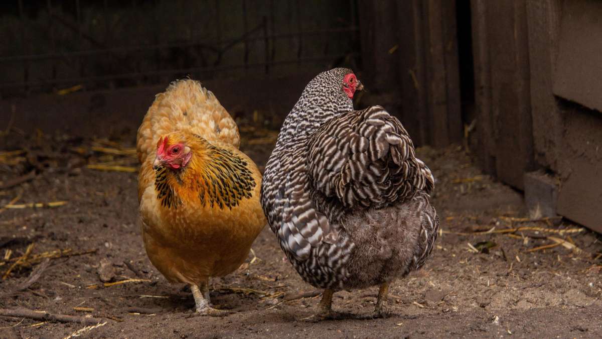 These 10 Body Signals Your Chickens Should Know – They Reveal More Than You Think