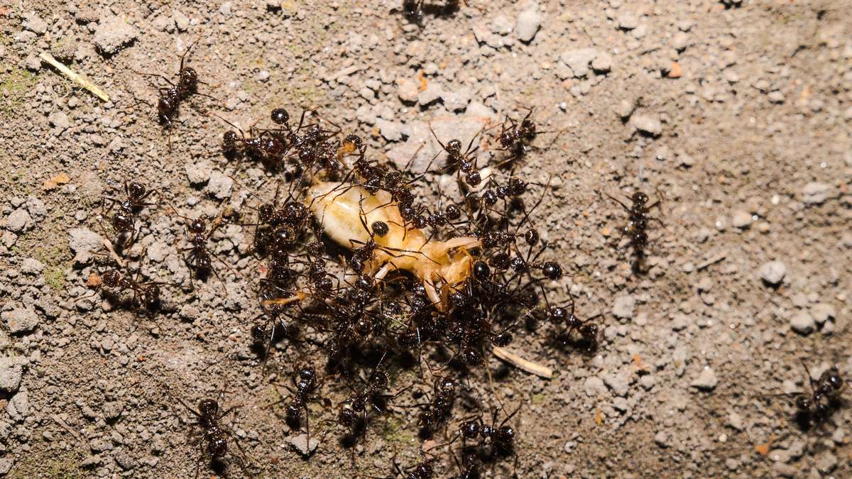 No baking powder against ants! What really helps in the garden – and what is a myth