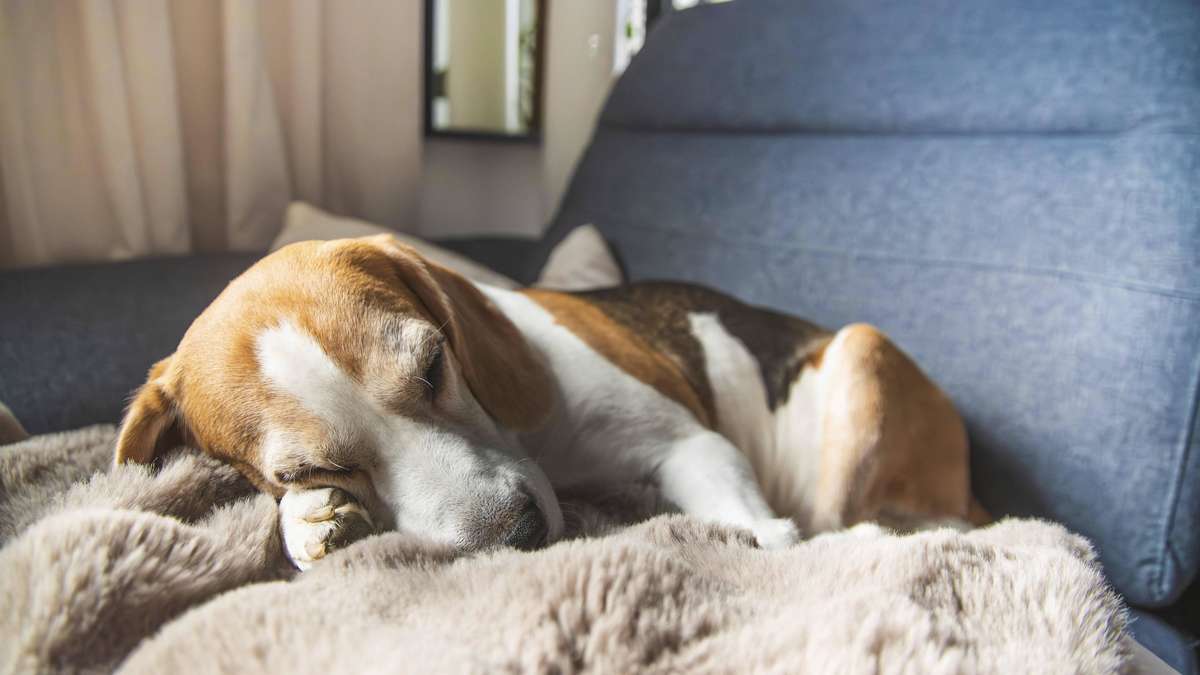 Does your dog turn in a circle before lying down? Four reasons behind it