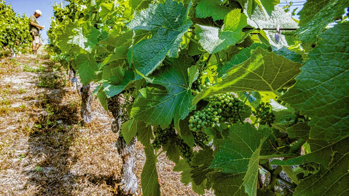 Five years after flood disaster: The Ahrtalhelfer and their vineyard