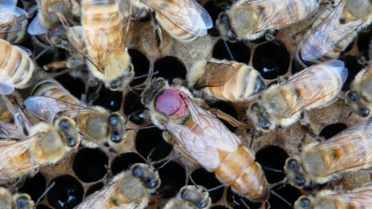 Pesticides in bees: Queen protects herself at the expense of her eggs