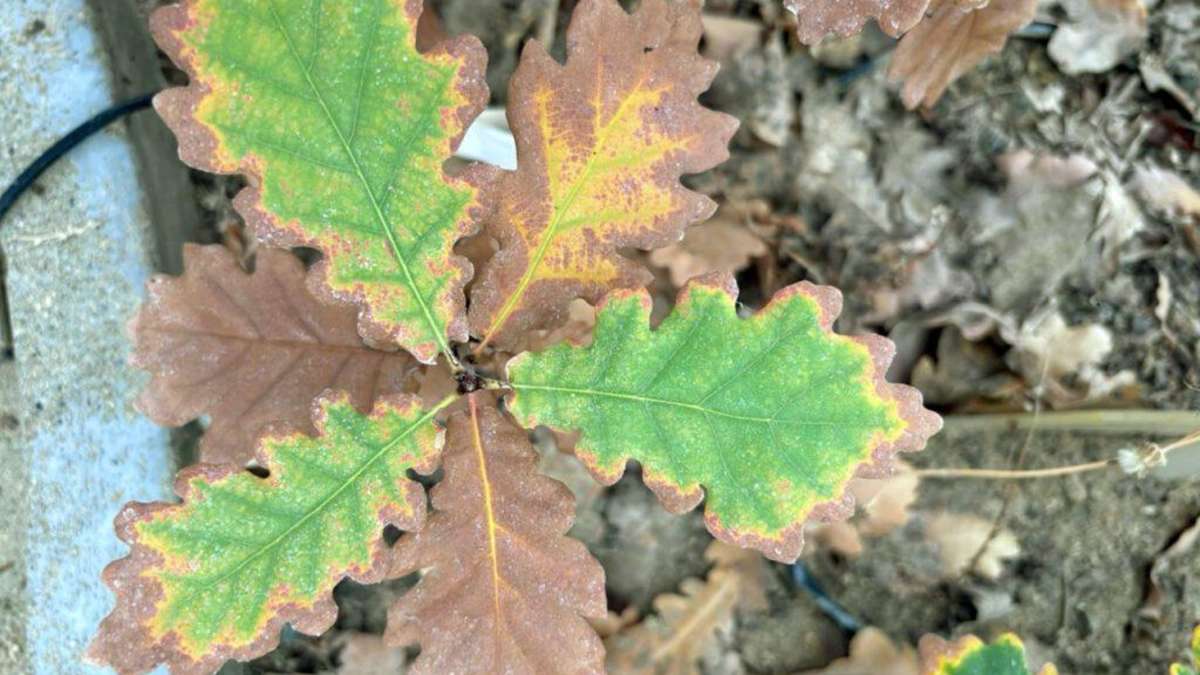 Brown leaves in summer are not early autumn – but a warning signal