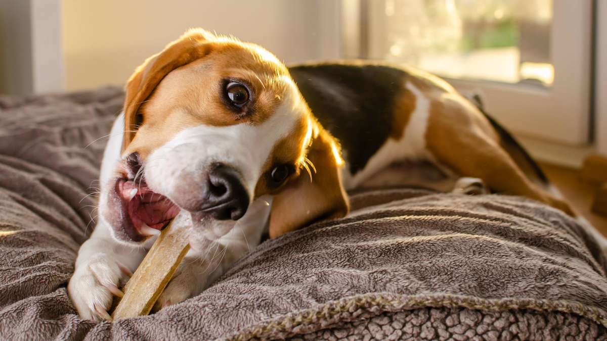 Chews for dogs: Expert evaluates 5 products – one gets 0 points