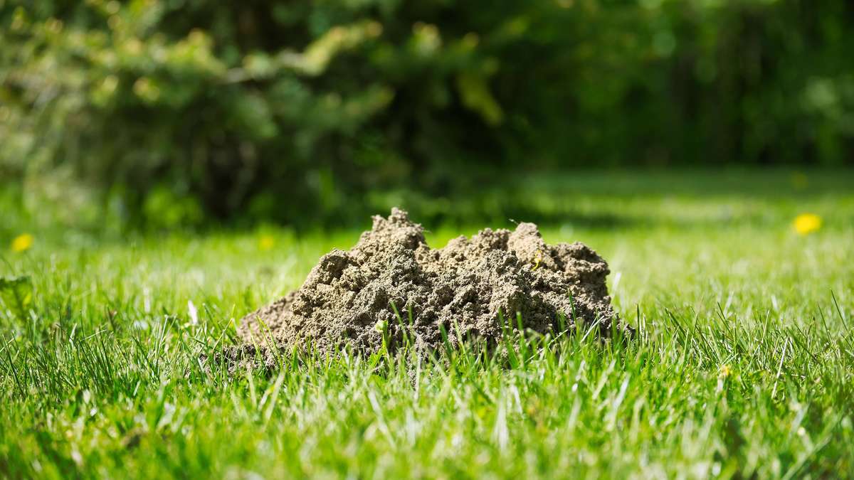 Mole in the garden? What errors cost up to 65,000 euros