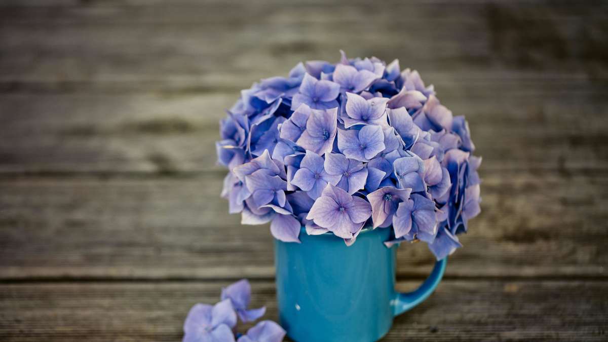 Color intensive and durable: How to dry hydrangeas with a simple home remedy