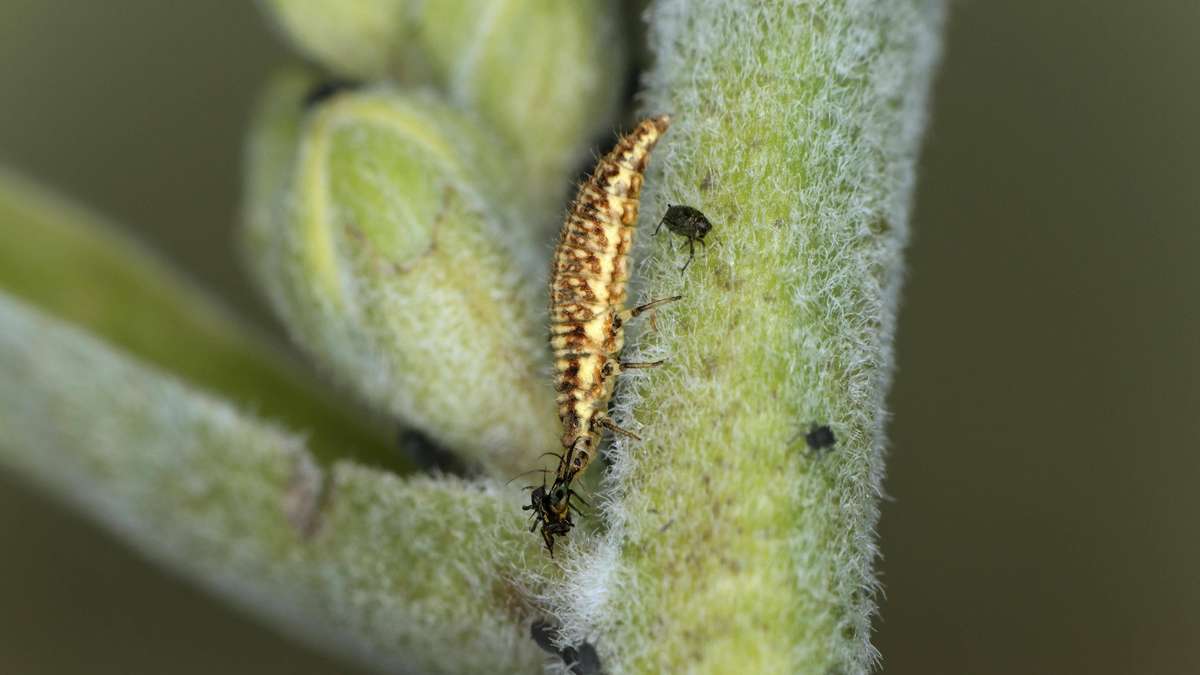 Who eats the aphids in my garden? How to Fight the Plant Suckers with Natural Enemies