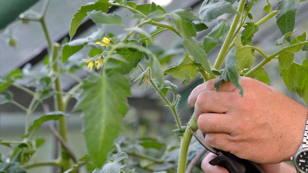 Dahlias, tomatoes, fruit trees: What hobby gardeners must do now in July