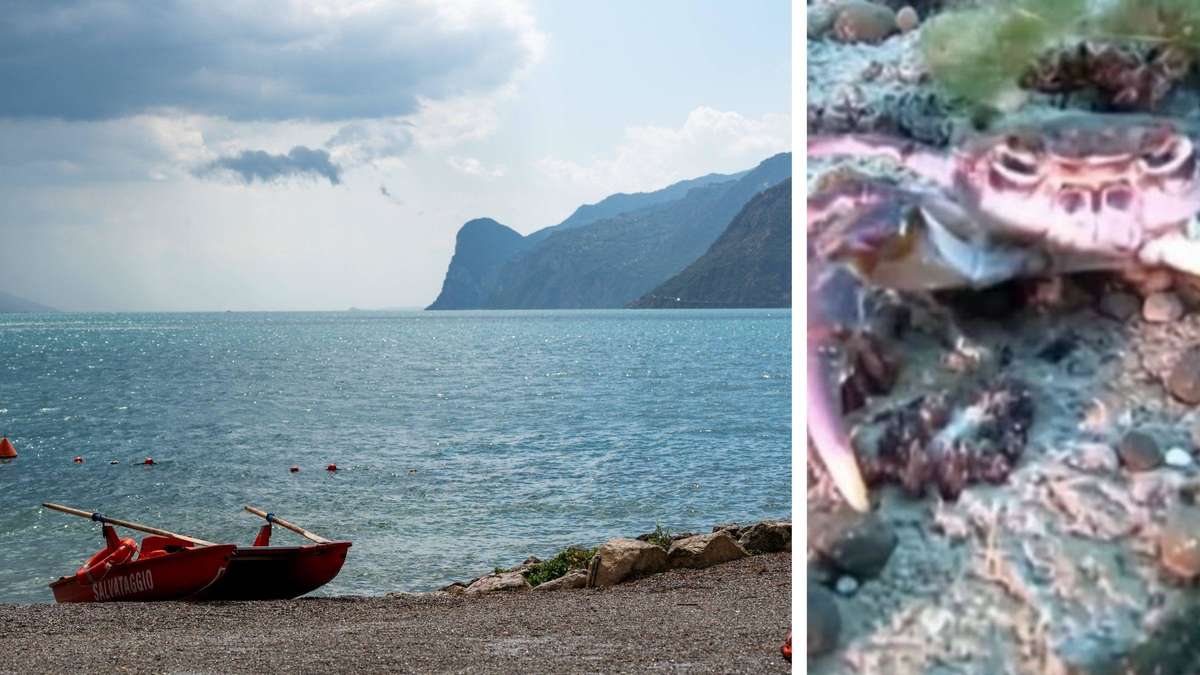 “Sign of hope”: experts discover rare freshwater crab in Lake Garda