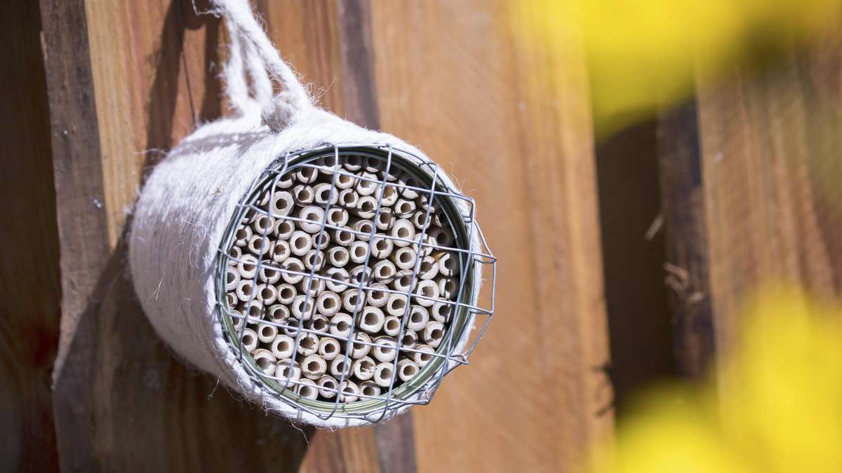 Old canned? Build a hotel for wild bees