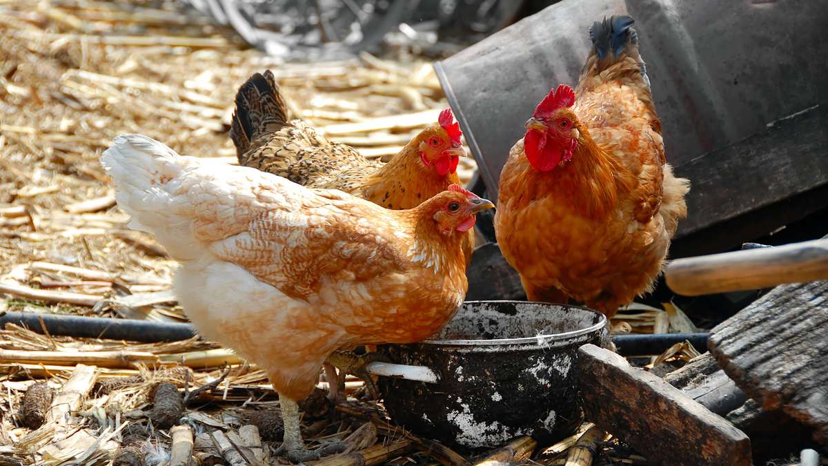 Water needs of chickens in summer: expert reveals how much it really has to be