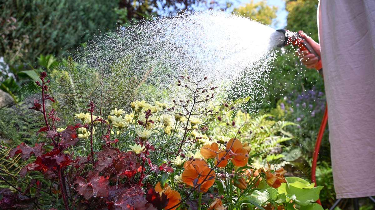 Stop with permanent watering: Which plants bring your garden through extreme summer