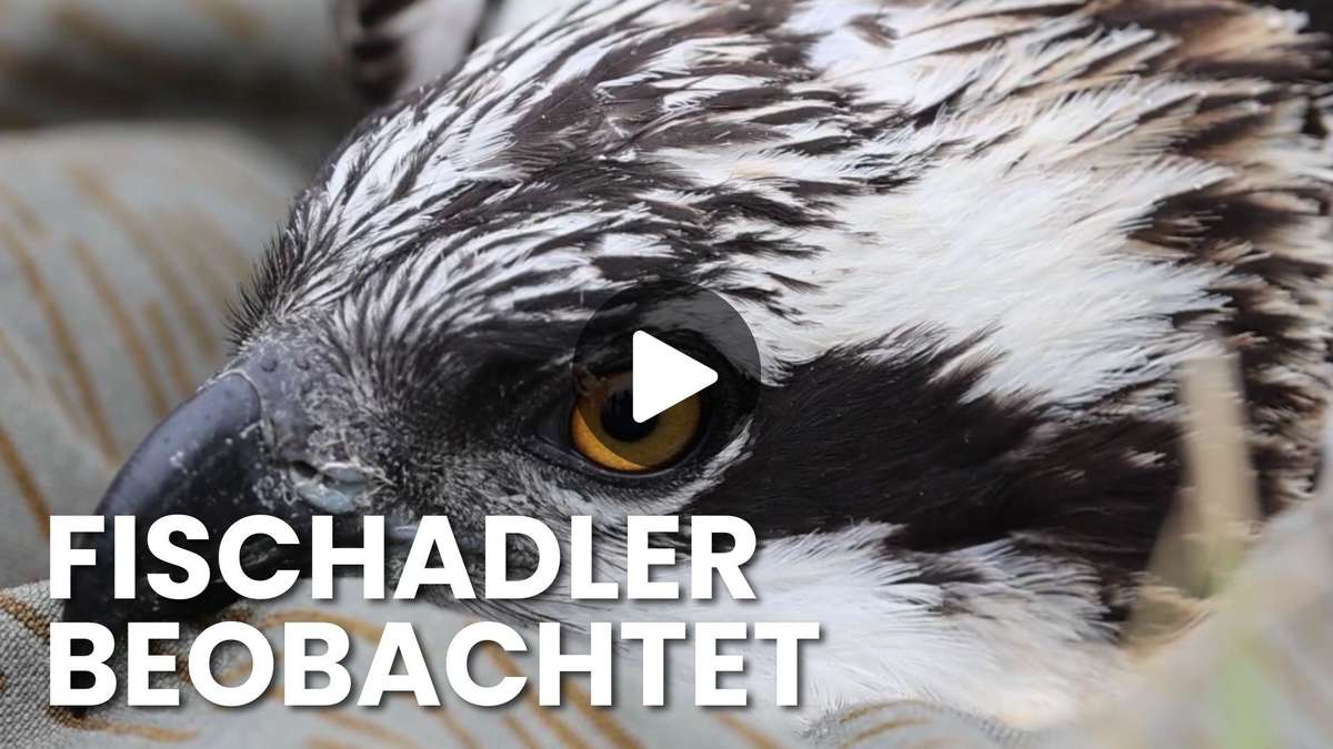More than 270 breeding pairs: Fish Eagle researchers in MV make surprising discovery