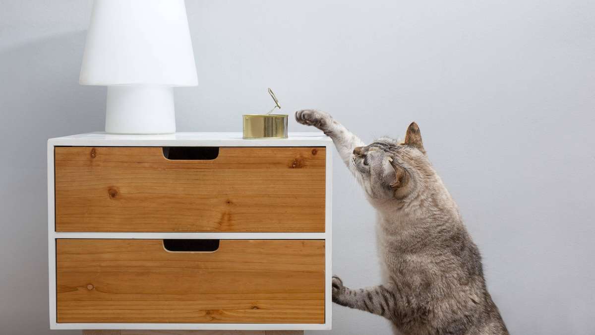 No Bad Conscience: What Cats Actually Feel When They Do Something