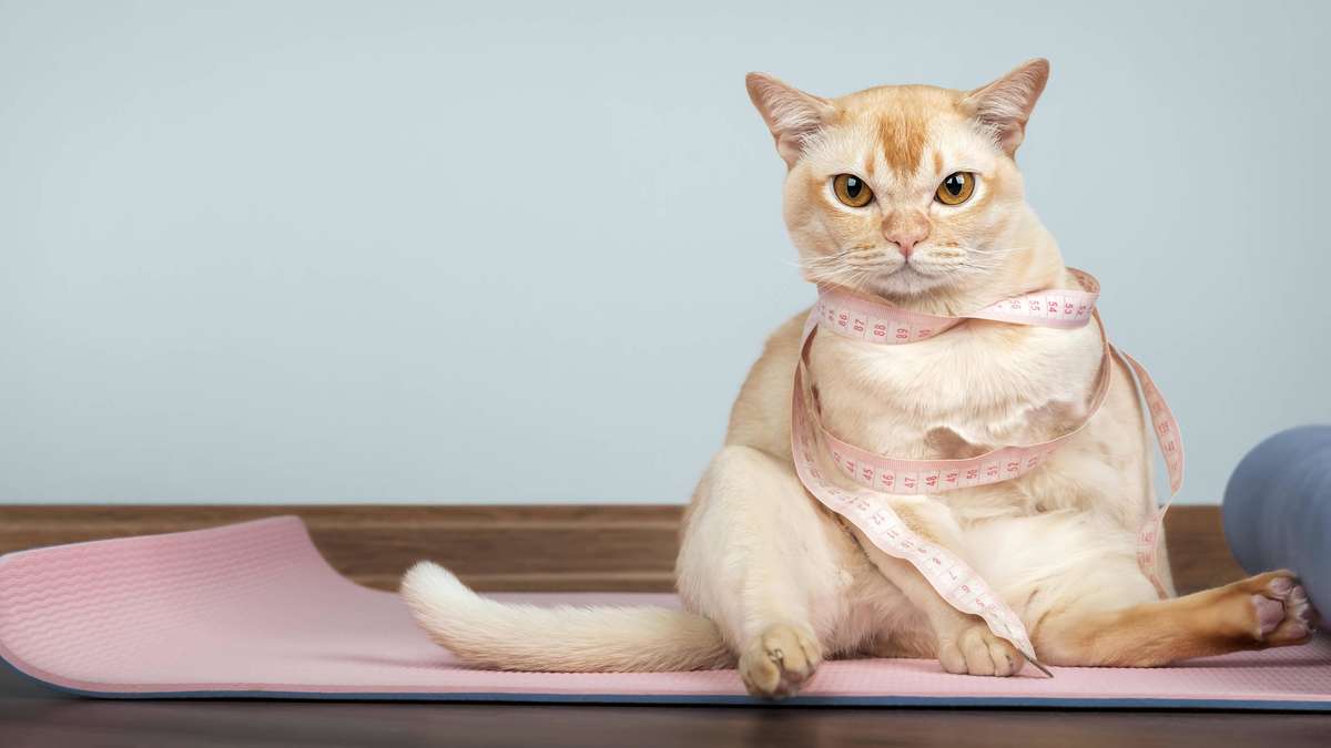 Overweight cat: These five signs overlook many pet owners in everyday life