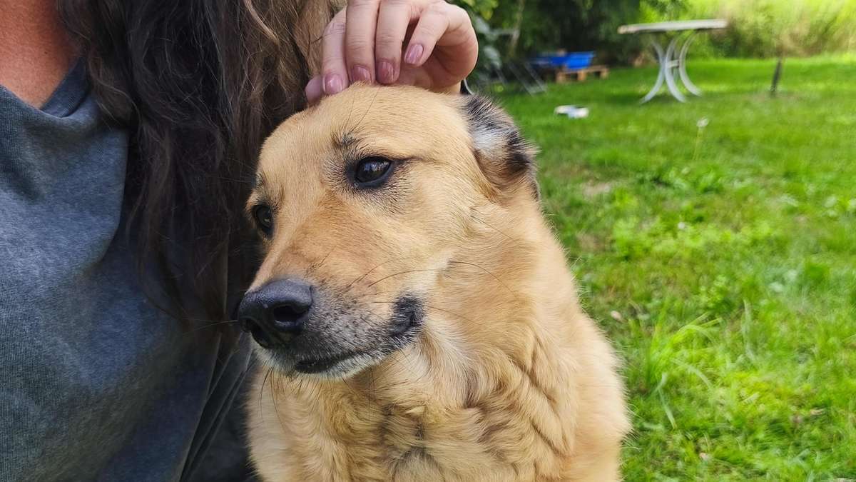 “Turn off button” for dogs: myth or secret weapon