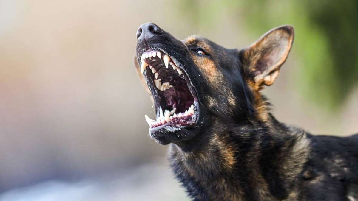 Girl 4 dies after dog bites – Emergency chaplains look after mother and police