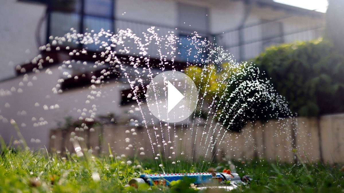 Yellow lawn in summer? With these casting rules, your green stays juicy and healthy