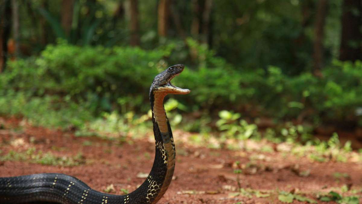 Dramatic floods in China: snakes swim through a village – including life-threatening cobras