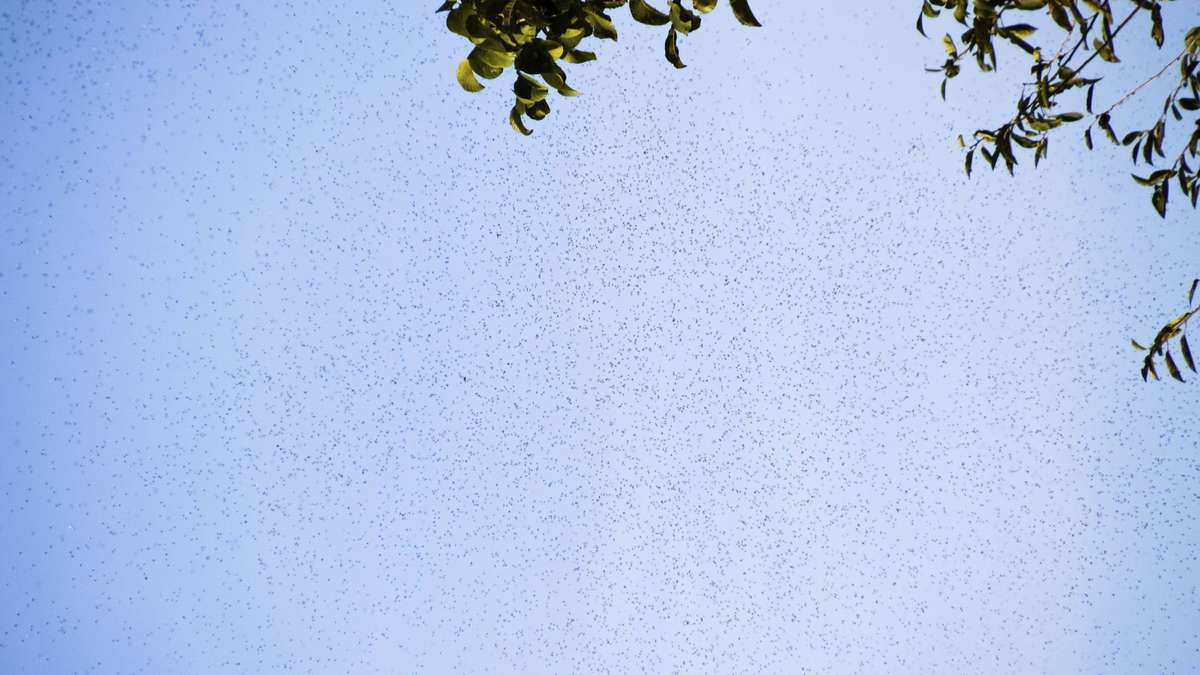 Flying ants fool weather radar: Met Office confuses huge swarms with drizzle