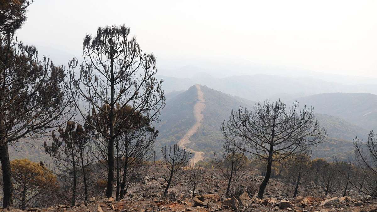 At least 12 dead in forest fire in southern Spain