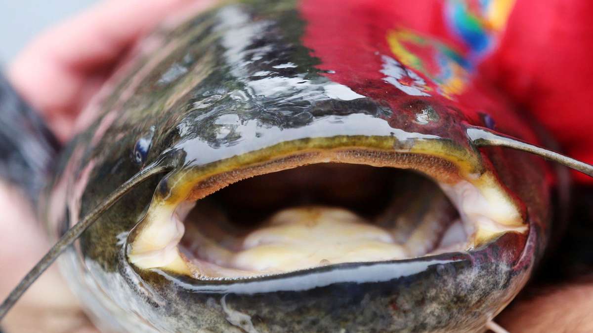 Animal de plus de deux mètres : invasion de poissons prédateurs sur le lac de Garde – la région prend des mesures d'urgence