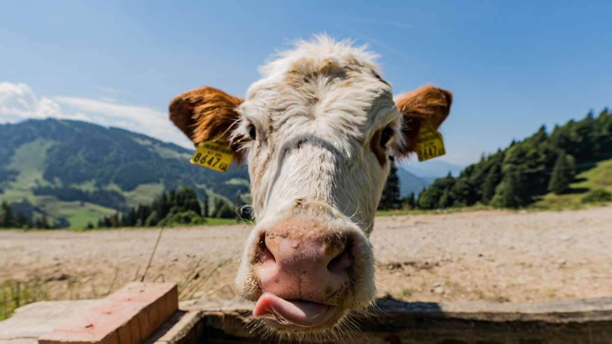 “Attention!” “Acute water shortage”: sources dry up – climate crisis in the Alps
