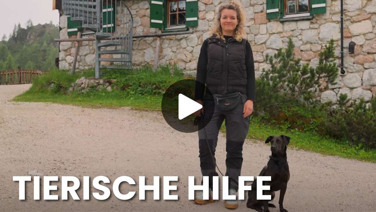 Bedbugs become a problem on the huts! Detective dog Linus provides a remedy