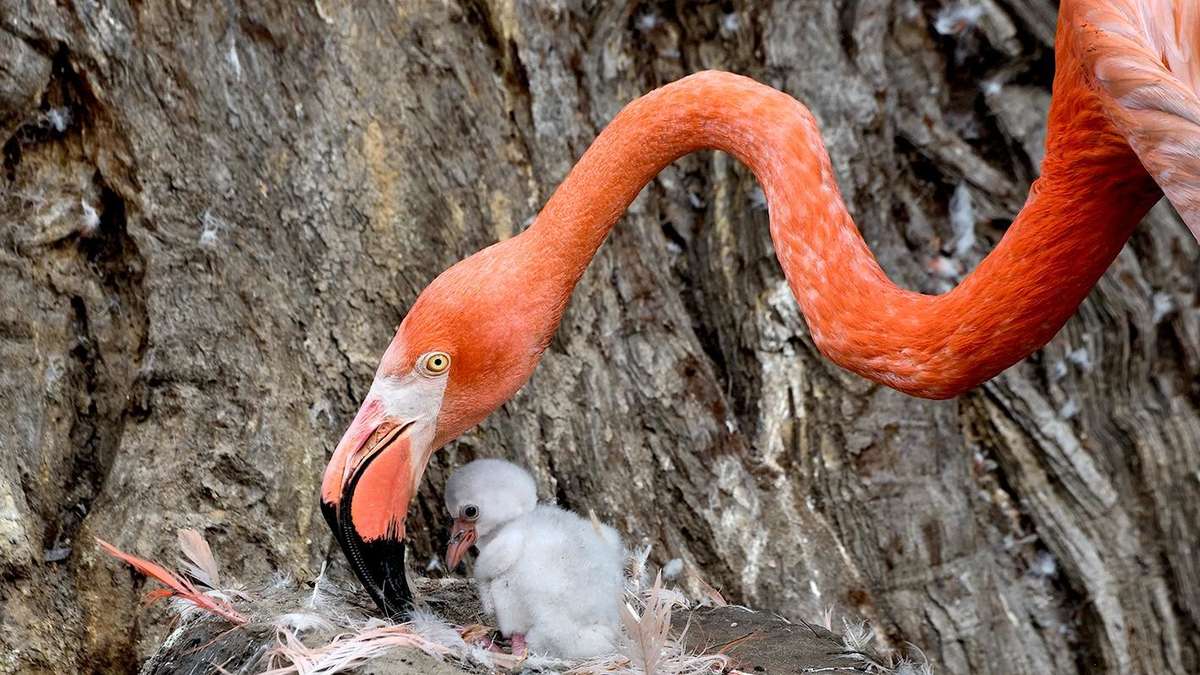 Offspring in NRW Zoo: Have you ever seen flamingo babies?