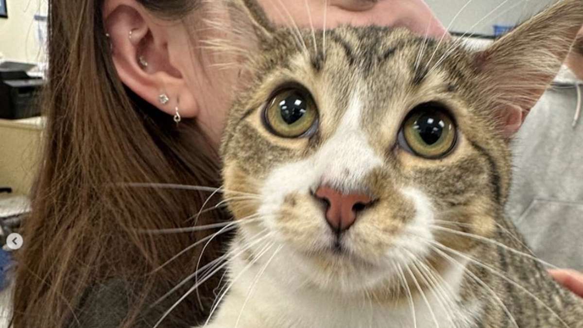 Toby, the cat with 28 toes, has now made it into the Guinness Book of Records