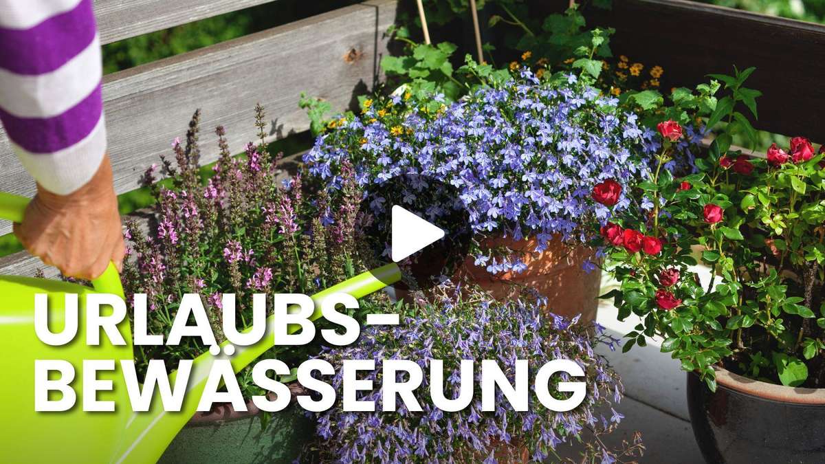 Leaving plants alone on vacation? These two tricks keep you alive