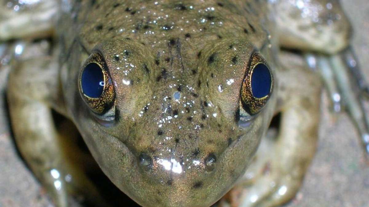¿Hemos heredado nuestros ojos de un primoval “ciclops”?