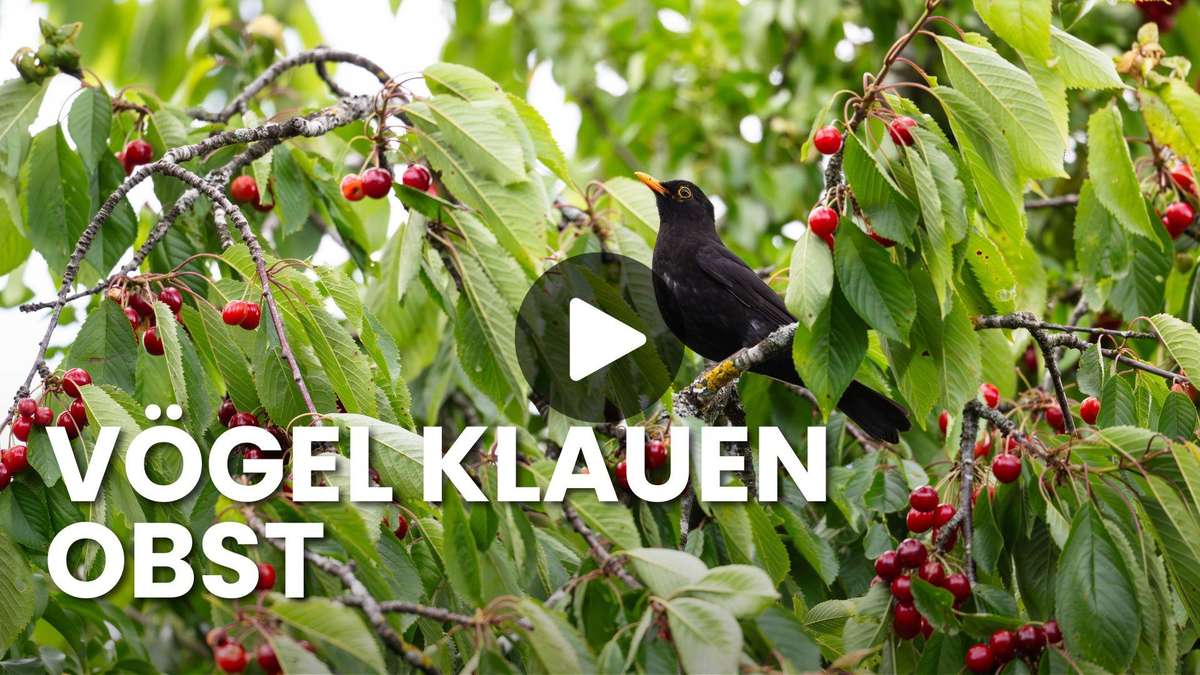¿Los pájaros saquean sus árboles frutales? Tres formas comprobadas de salvar tu cosecha