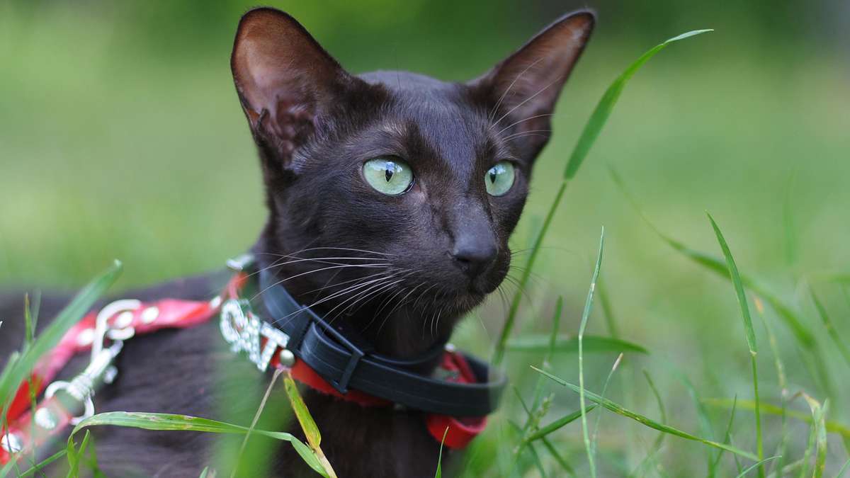 Ideal for novice cats and housing: the Havana cat