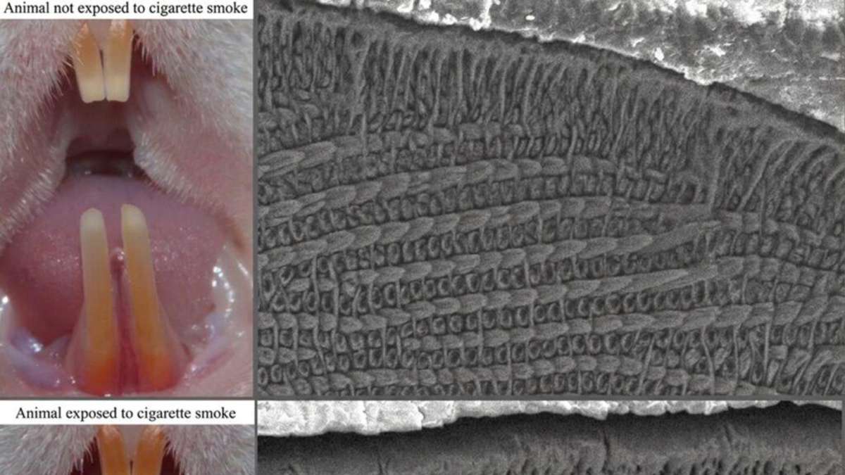 El tabaquismo pasivo es malo para los dientes – estudio de rata encuentra rastros en esmalte dental