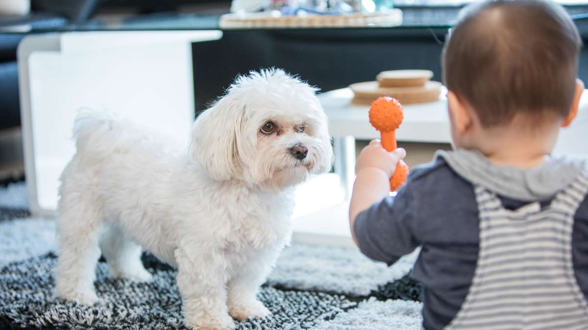 Dog expert warns of a sign of an attack – and it is not growl