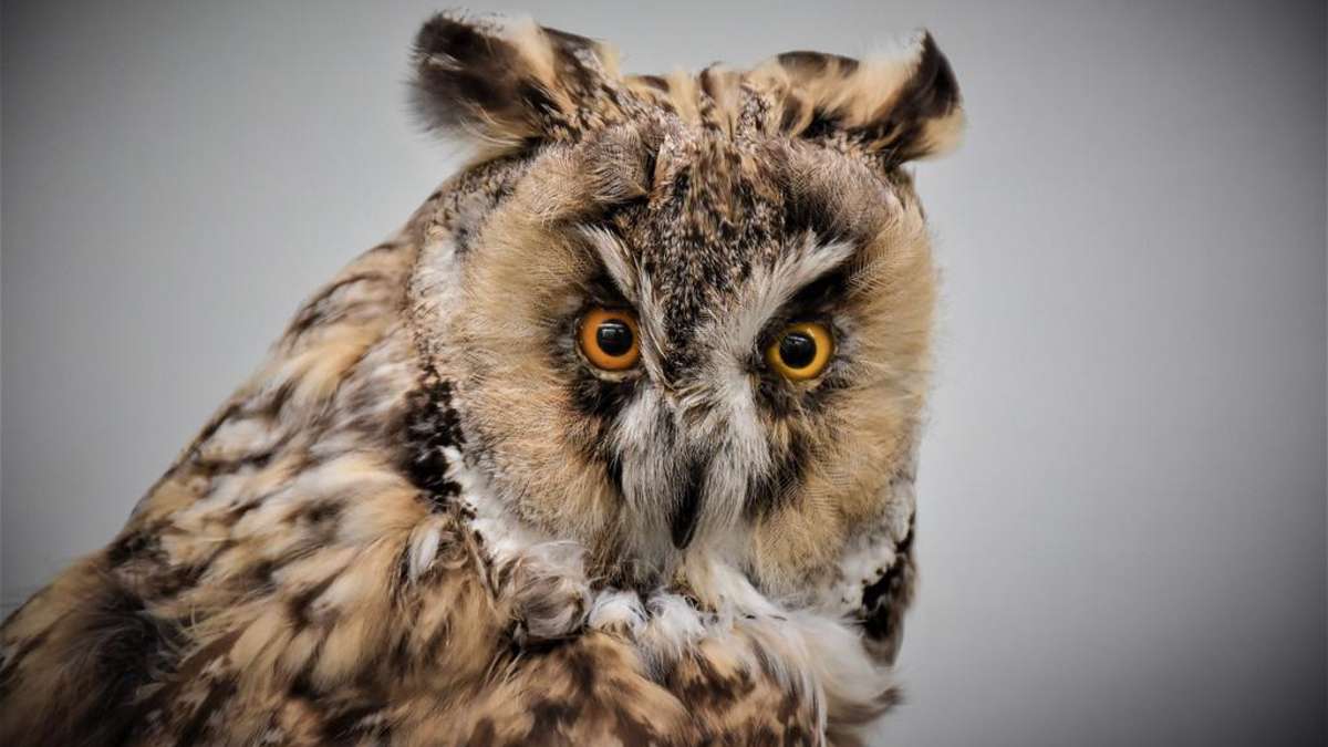 El Bundestag está destripando las disposiciones de protección de la Ley Federal de Protección de la Naturaleza creada hace 50 años, critica a un experto