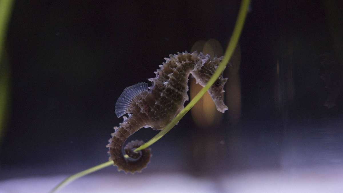 Millions of seahorses are illegally poached – a hospital in Italy fights against it